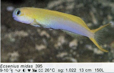 Ecsenius midas